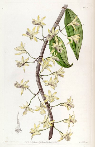 Dendrobium aphyllum door Miss Drake